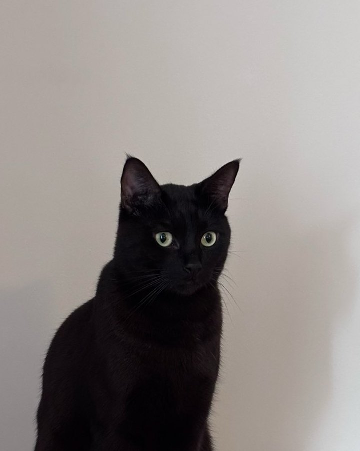 Eva, a black cat, real photo